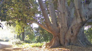 The first retreat at Mater Dolorosa was preached under the “old rubber tree” which still stands on the property.